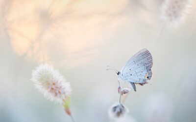 TRASFORMATE IL VOSTRO SOGNO IN UN PROGETTO