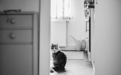 HOME STAGING NELLE CASE ABITATE: FORMAZIONE, EMPATIA, SGUARDO ATTENTO.